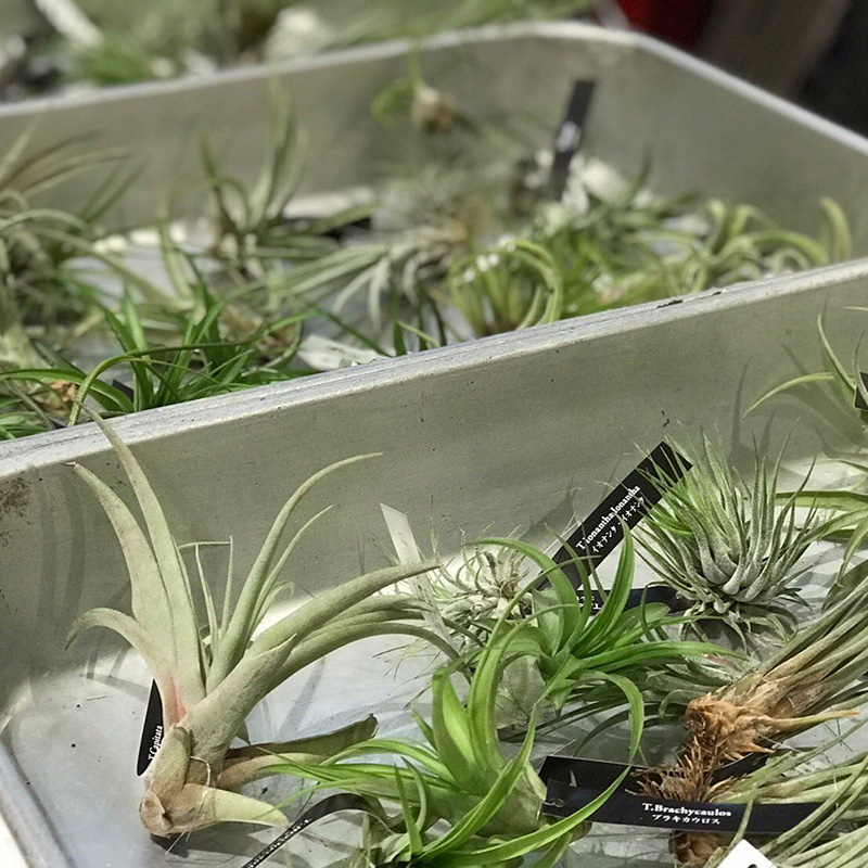 テラリウム作りイメージ