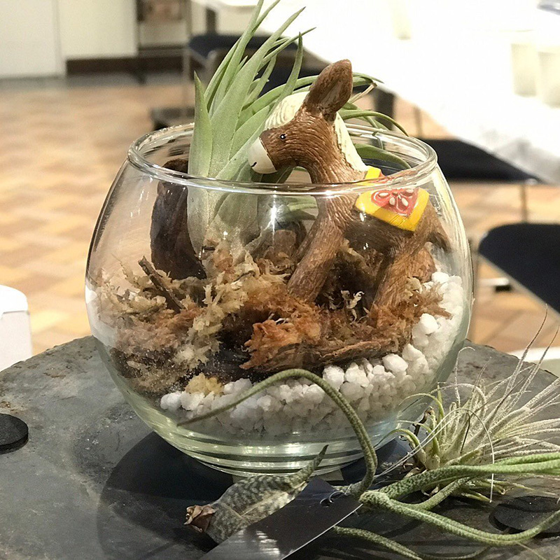 テラリウム作りイメージ